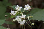 Pipsissewa <BR>Spotted wintergreen